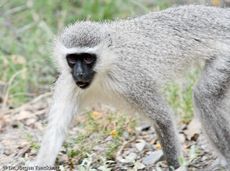 Grüne Meerkatzen (25 von 67).jpg